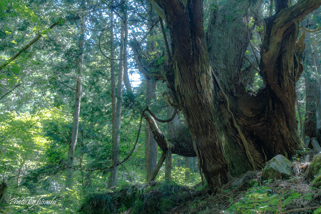 Deep Forest