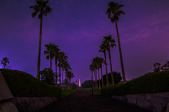 椰子の木と星空。