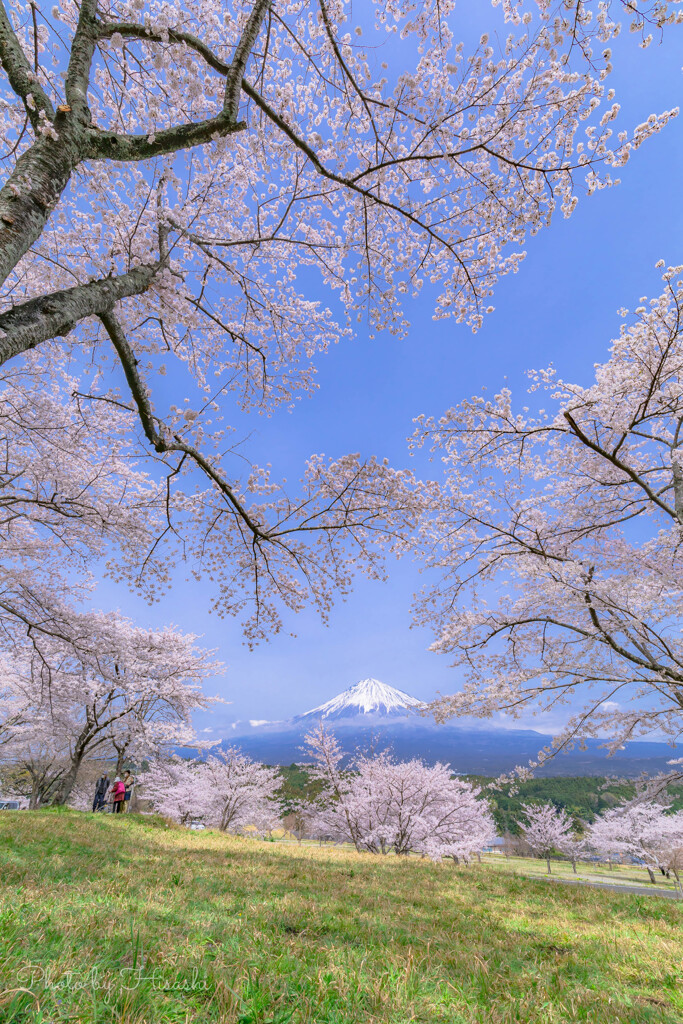 見あげれば春