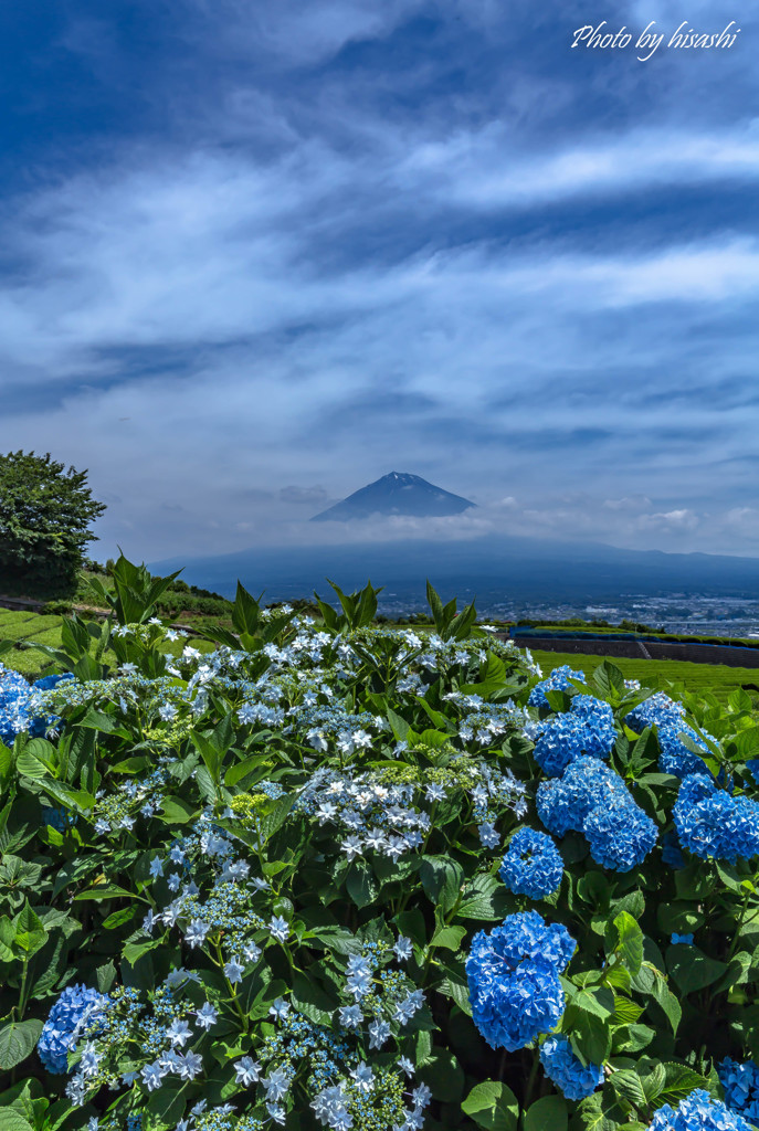 Rainy Blue