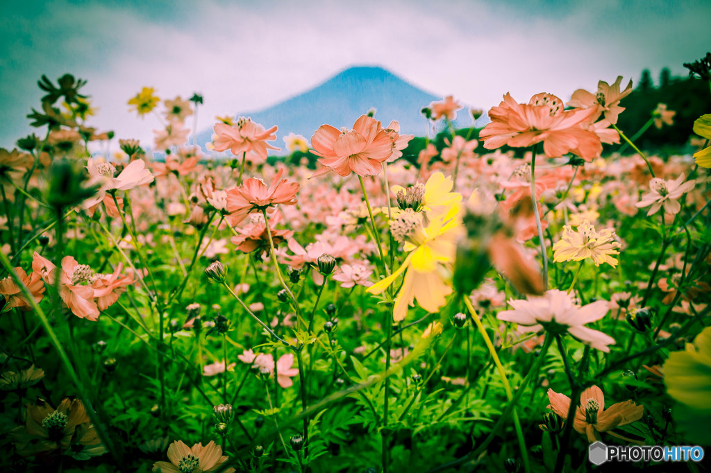 花の都　Ⅱ