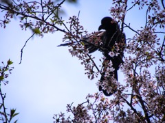 カラスもお花見