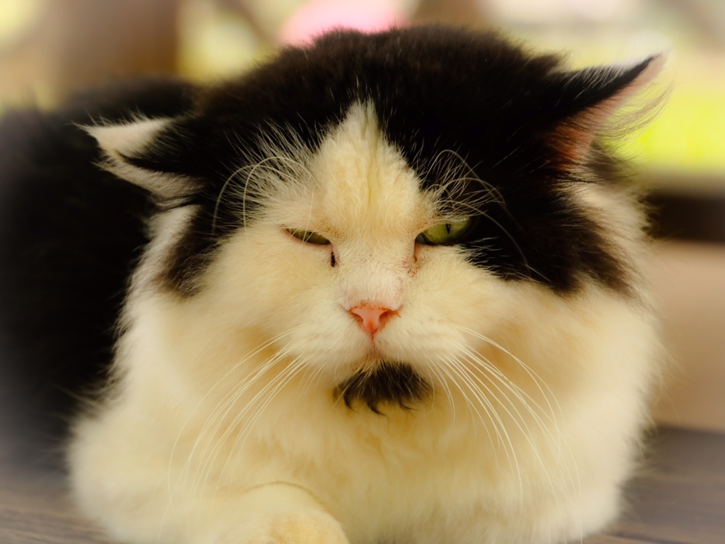 猫ですが？なにか？