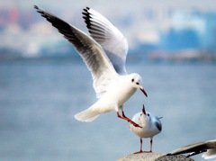 かもめがカモメにびっくり？！