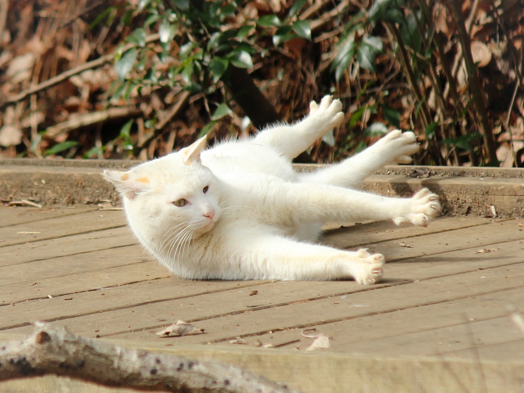 すってんころりん O By Haru Cocoro Id 写真共有サイト Photohito