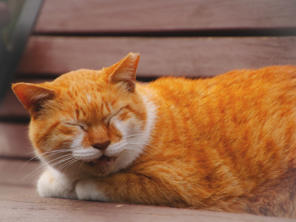 ~(=^･ω･^)ﾉ☆ おはよぉニャ!
