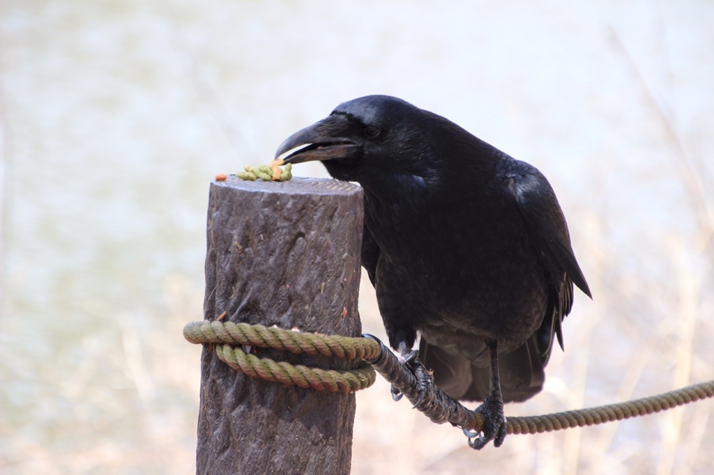 カラスの綱渡り？