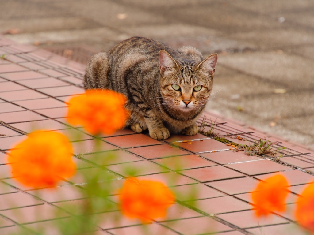 花と猫
