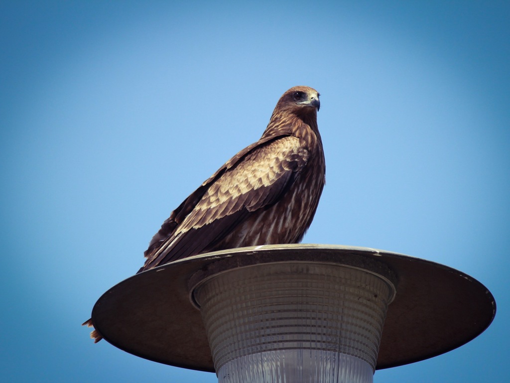 鳶