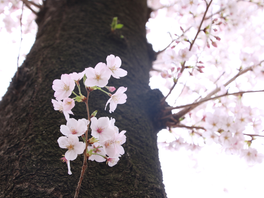 近所の桜も満開