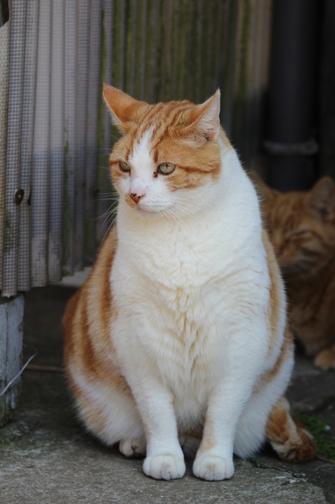 看板猫ちゃん♪