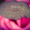 薔薇
