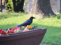 お花の船長さん♪