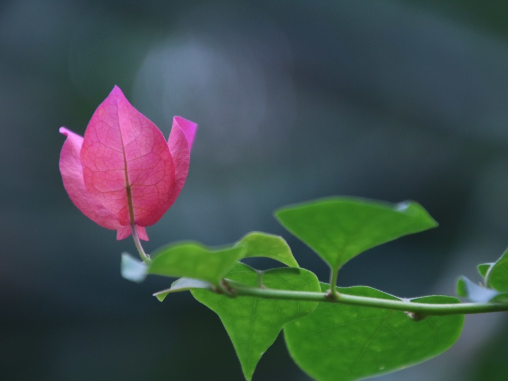 花？葉っぱ？