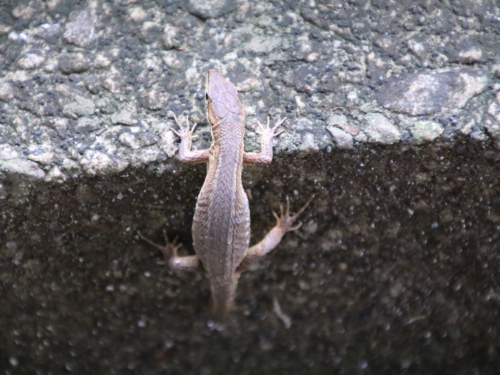擬態してるつもり？