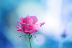 薔薇