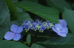 飛鳥山公園にて　５