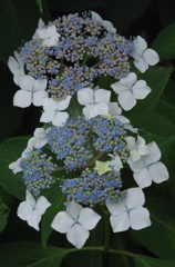 飛鳥山公園にて　７