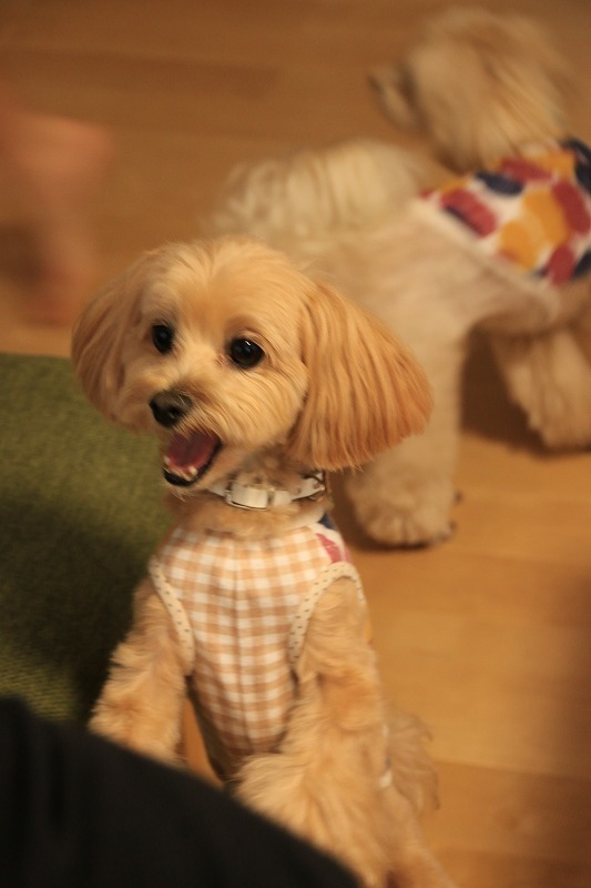 もこのお友達①