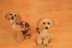 もこのお友達②