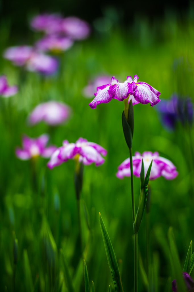 菖蒲