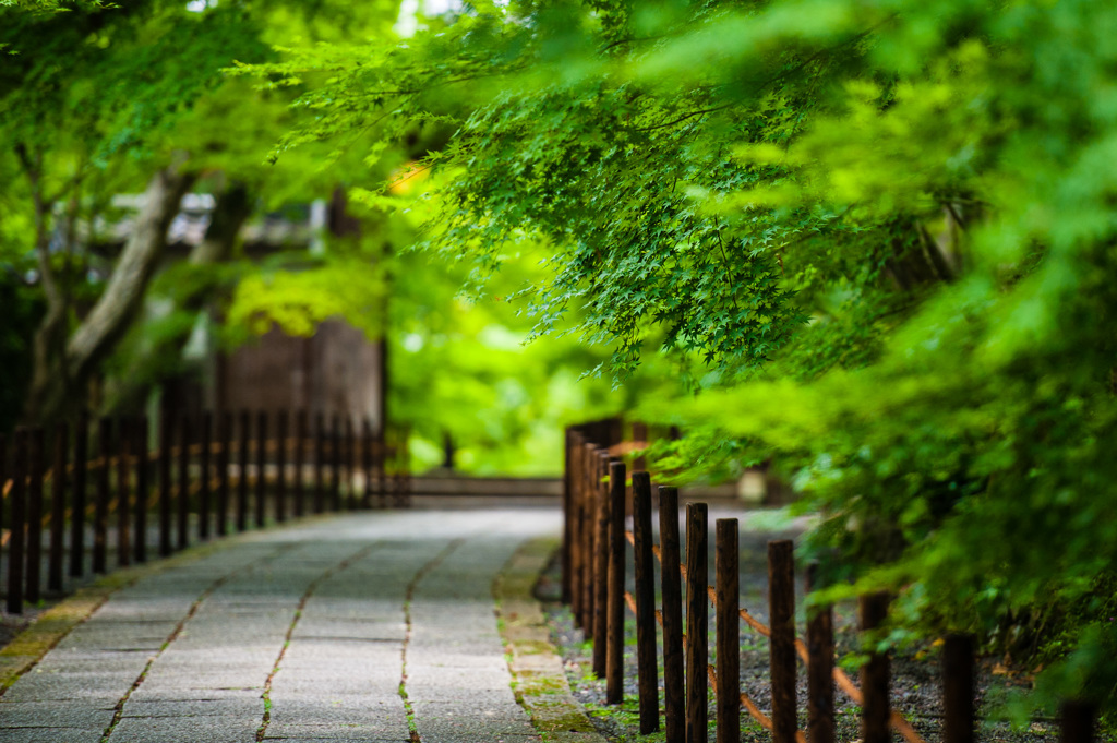 緑の参道