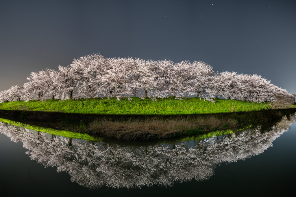 桂川の桜