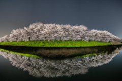 桂川の桜