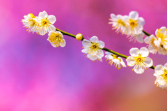 Spring Color