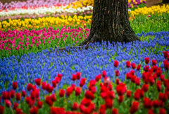 COLOR