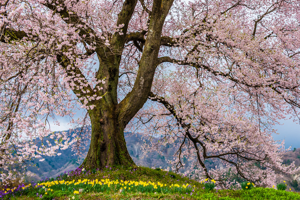 わに塚の桜