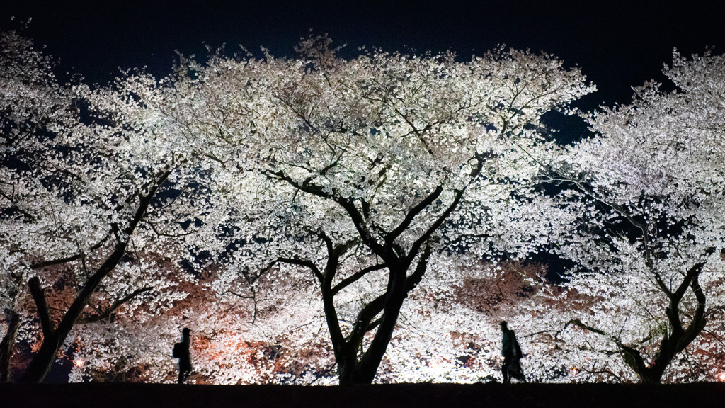 夜桜