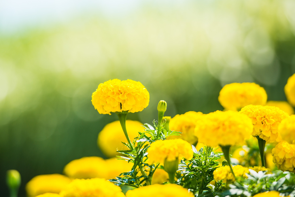 Shining yellow