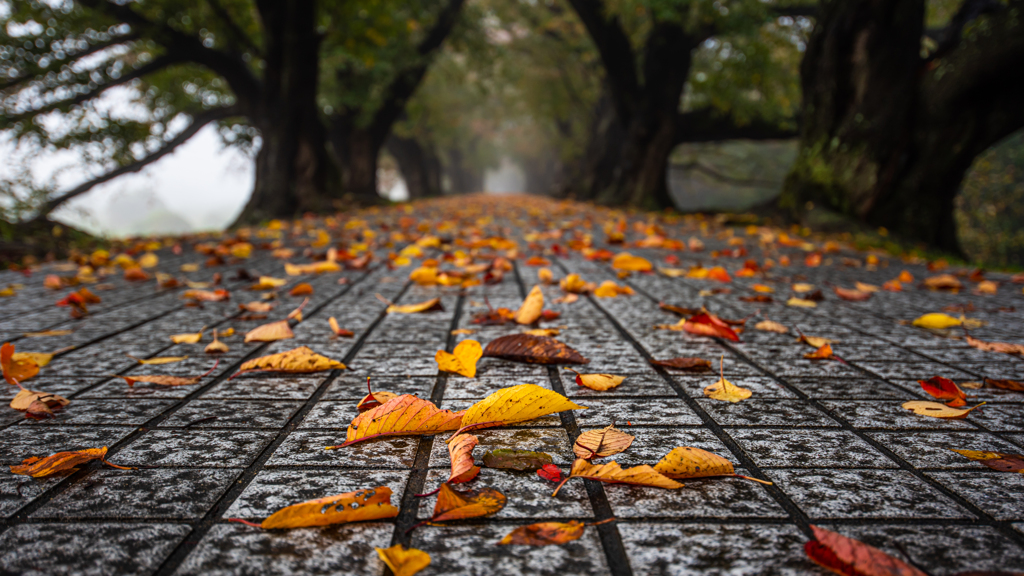 Fallen leaves