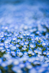 spring blue
