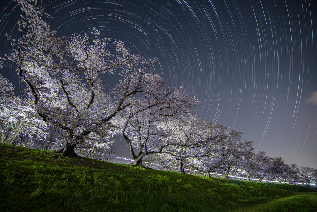 夜の並木