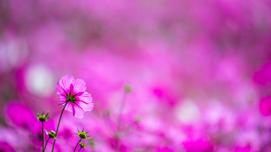 purple world