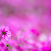 purple world