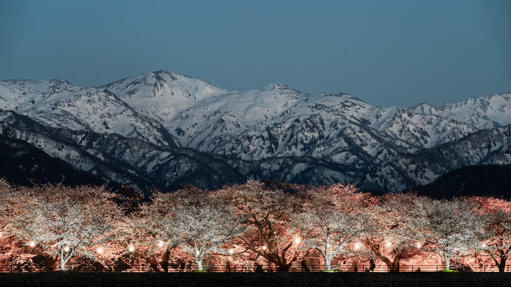 夜桜