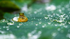 水玉
