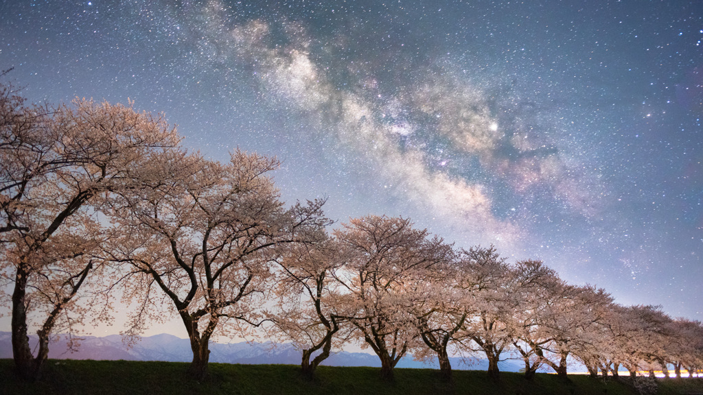 夜桜