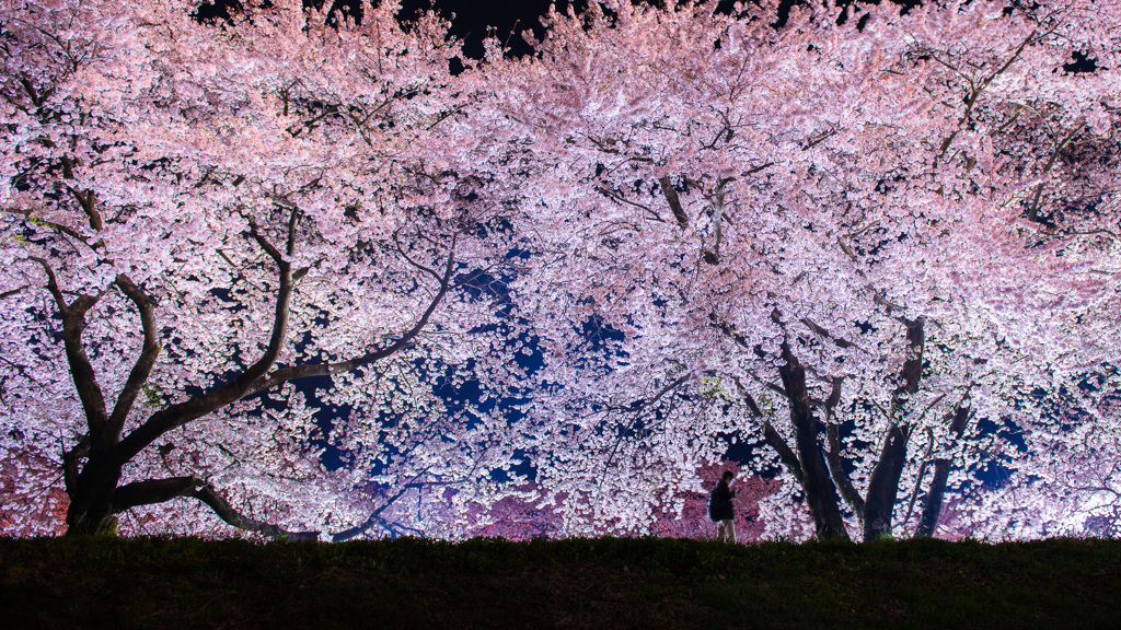 夜桜
