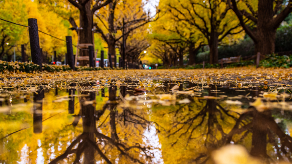 Fallen leaves