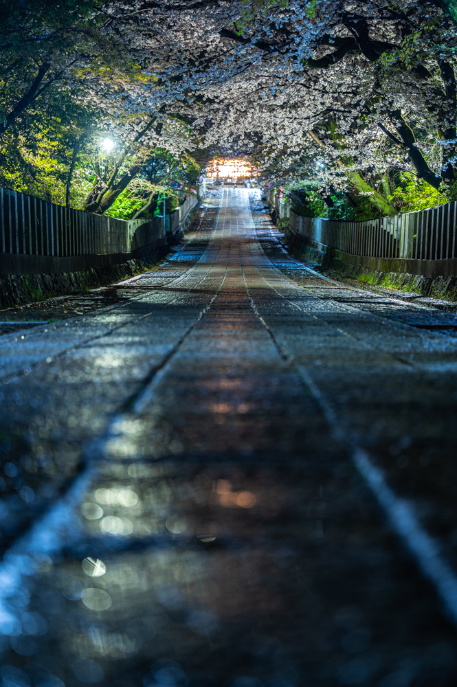 春の参道