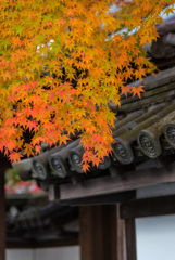 色づく