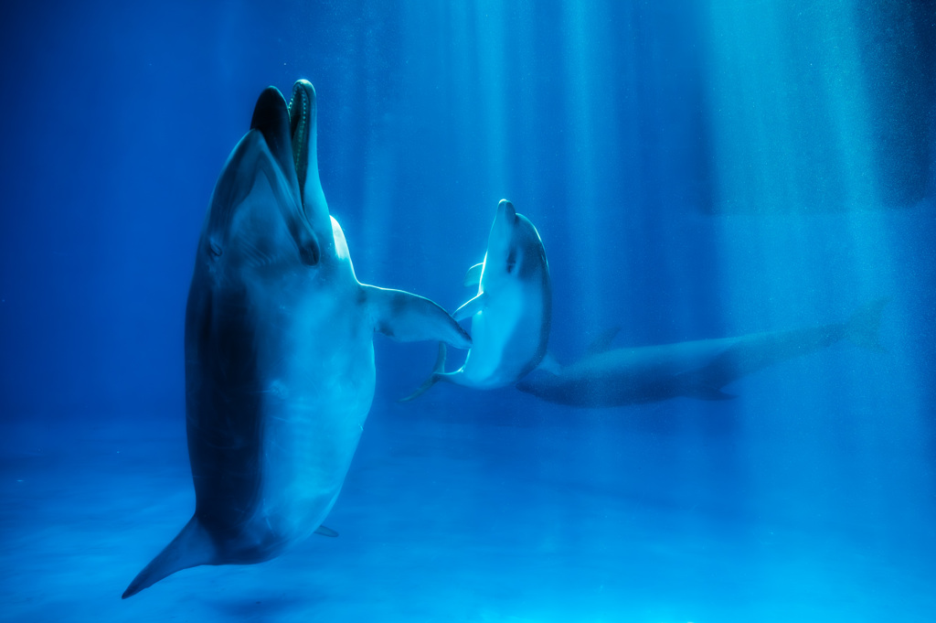 dolphin