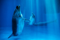 dolphin