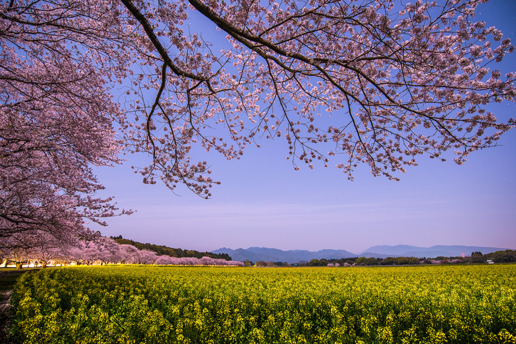 西都原の桜