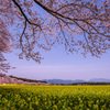 西都原の桜