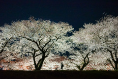 夜桜